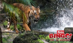 Sun Bingo International Tiger Day